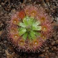 Image de Drosera pulchella Lehm.