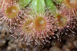 Image de Drosera pulchella Lehm.