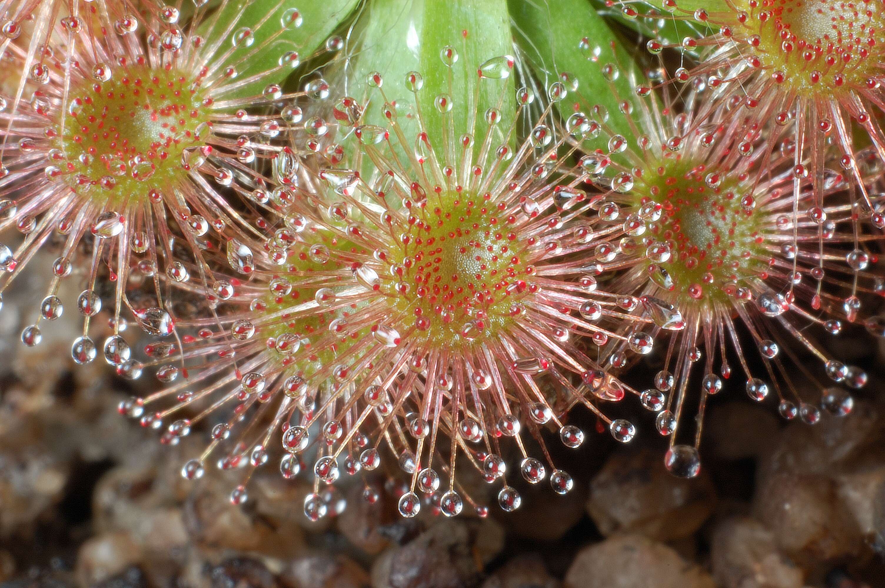 Image de Drosera pulchella Lehm.