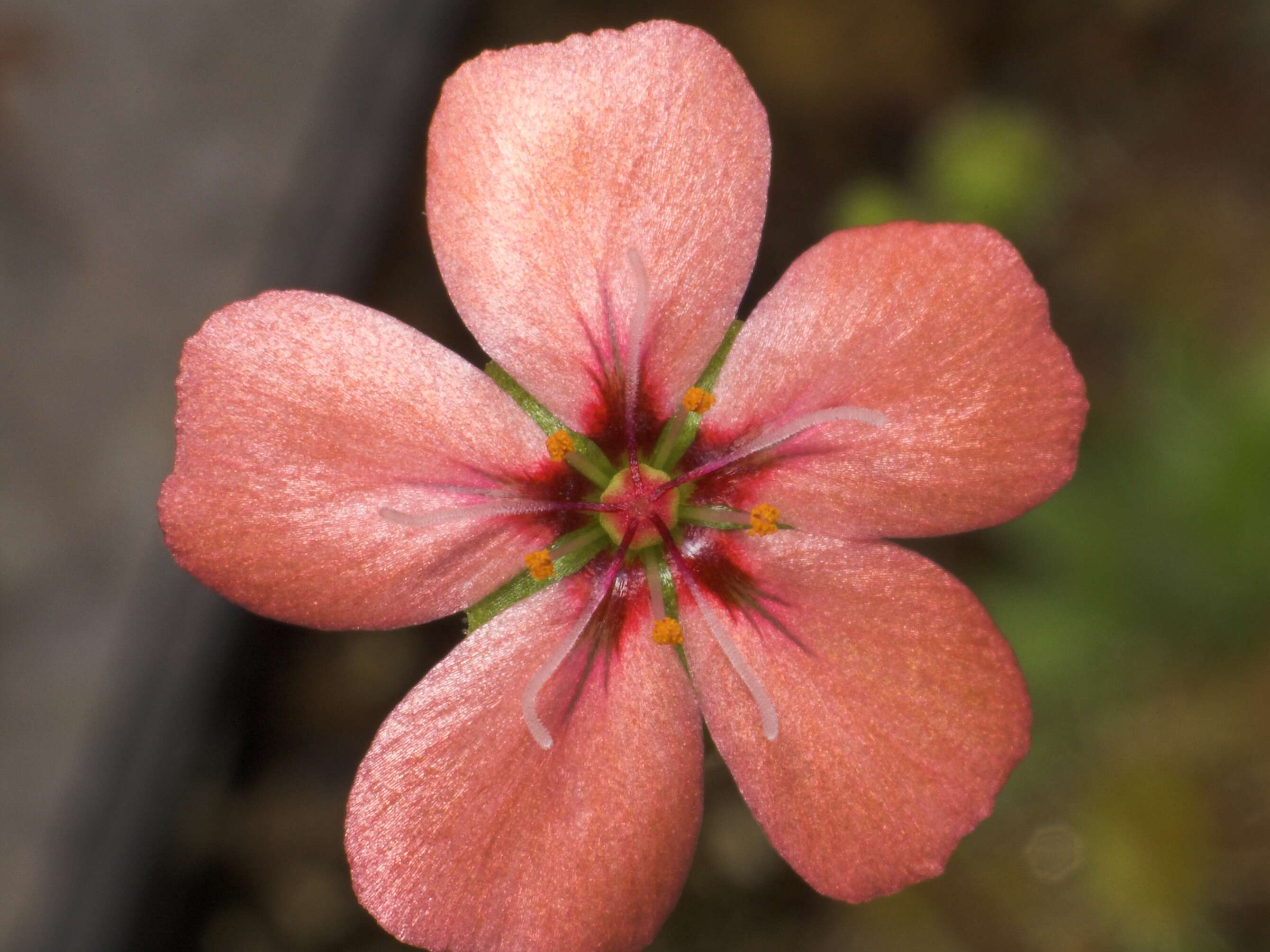 Image de Drosera pulchella Lehm.