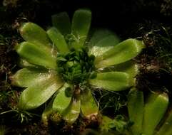 Image de Drosera pulchella Lehm.