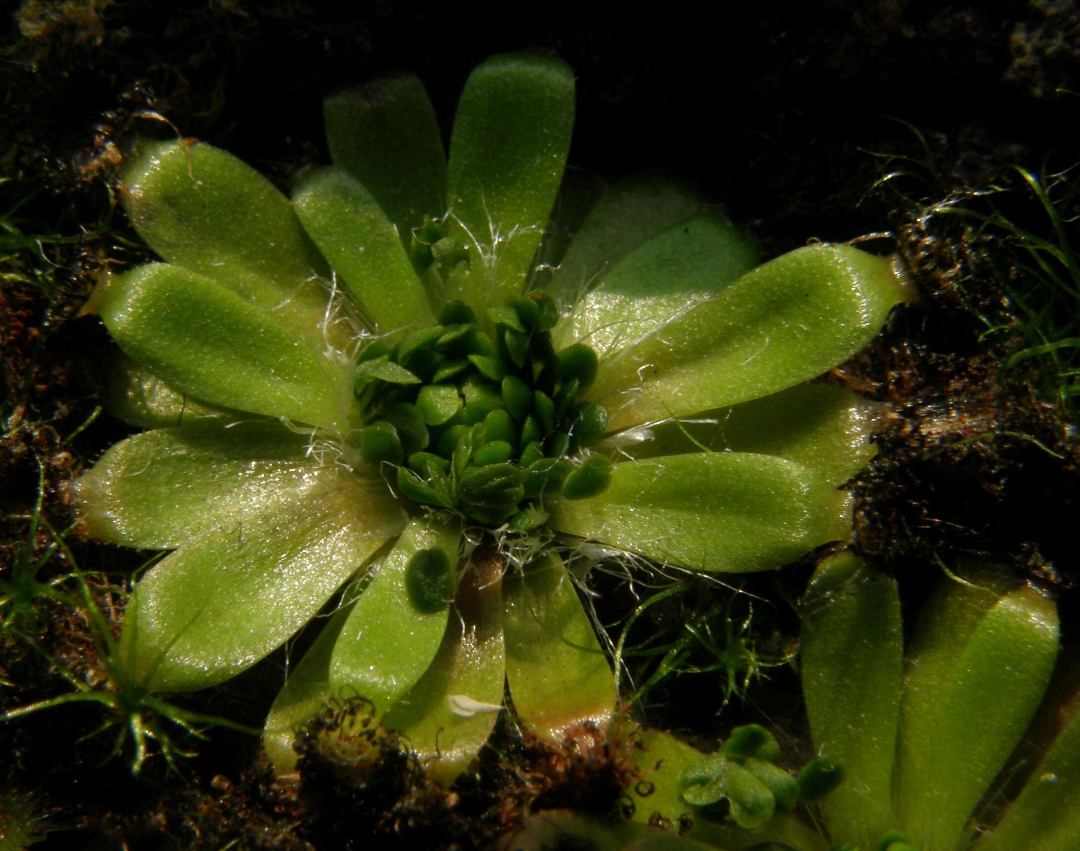 Image de Drosera pulchella Lehm.