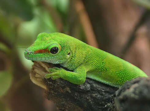 Phelsuma madagascariensis Gray 1831 resmi