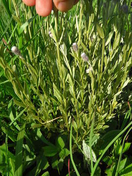 Image of Silver vernonia