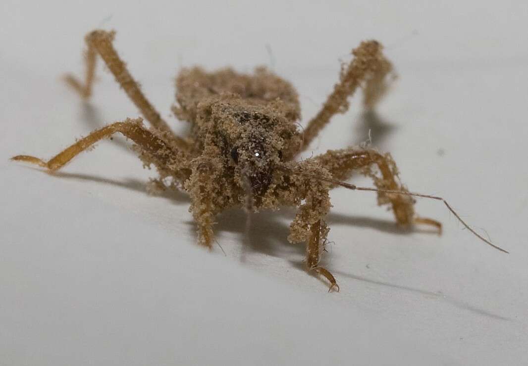 Image of Masked Hunter