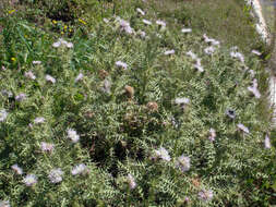 Galactites tomentosa Moench的圖片