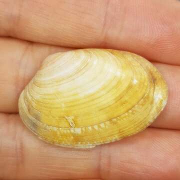 Image of golden carpet shell