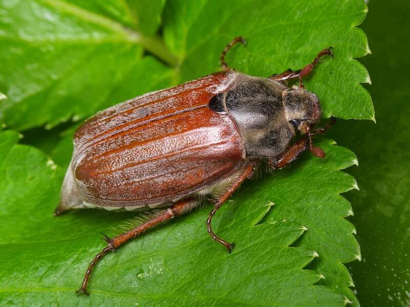 Image of Common cockchafer