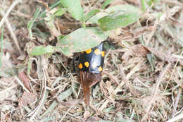 Nicrophorus (Nicrophorus) didymus (Brullé 1836) resmi