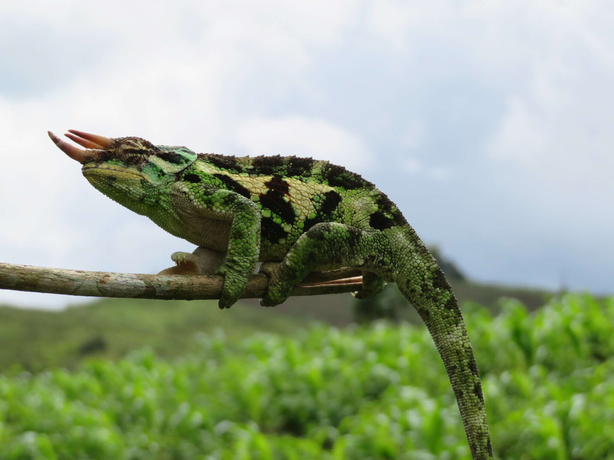 Image of Wemer's Chameleon
