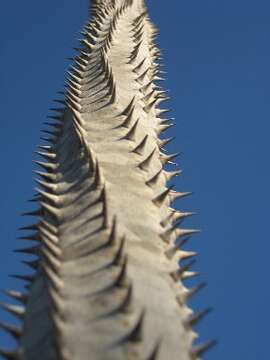 Image of Madagascan ocotillo