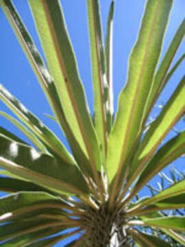 Image of Pachypodium geayi Costantin & Bois