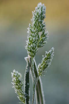 Image of Cocksfoot or Orchard Grass