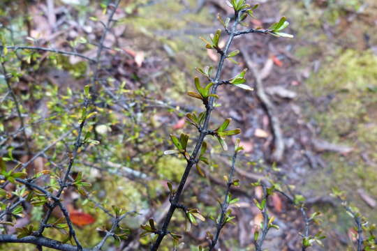 Image of Coprosma cuneata Hook. fil.