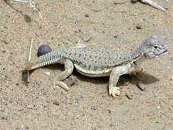 Image of Hardwick's spiny-tailed lizard