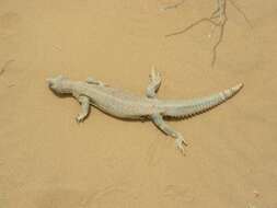 Image of Hardwick's spiny-tailed lizard