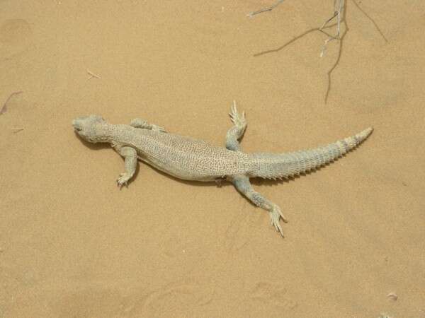 Image of Hardwick's spiny-tailed lizard