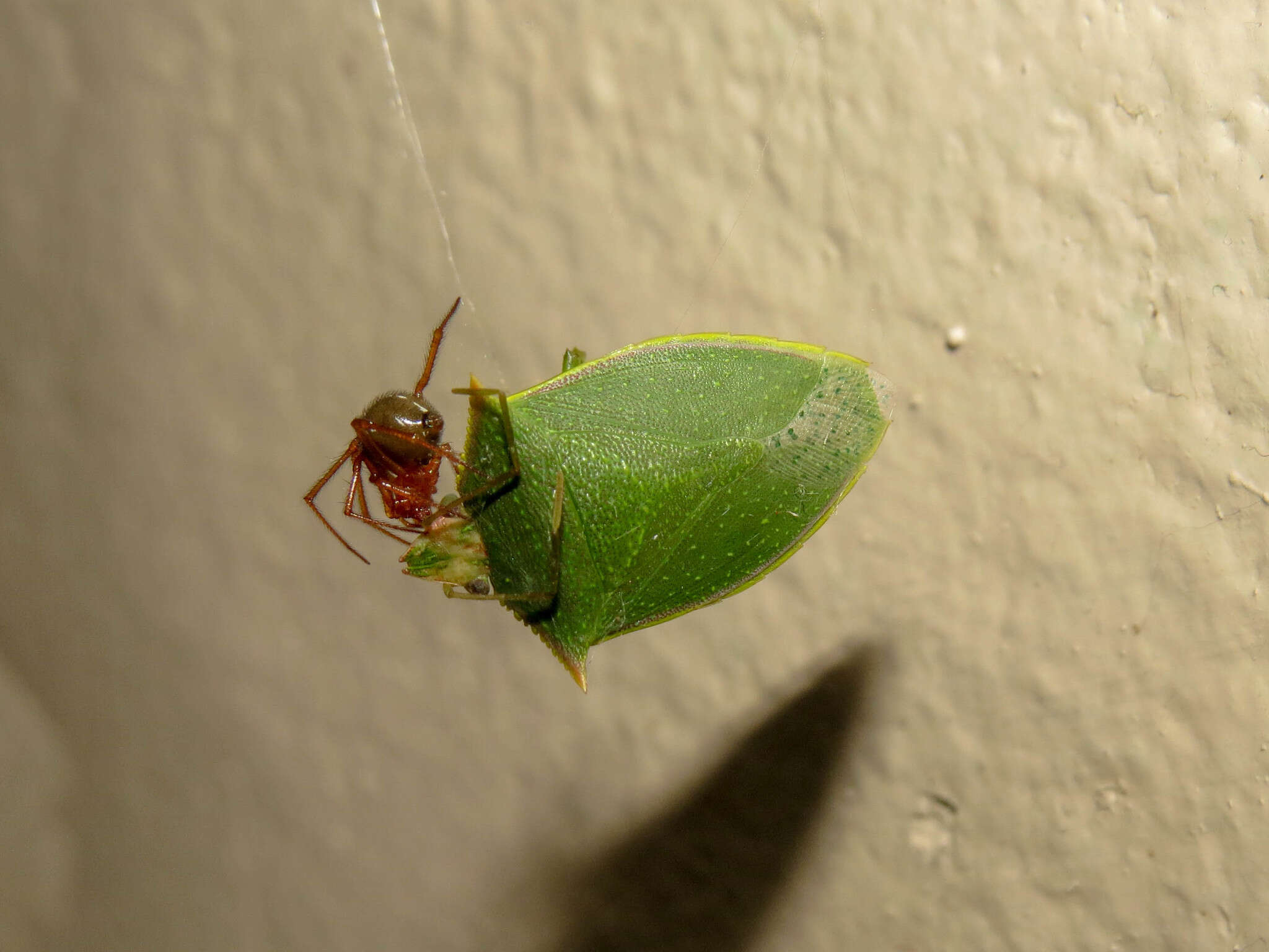 Image of <i>Loxa virescens</i>