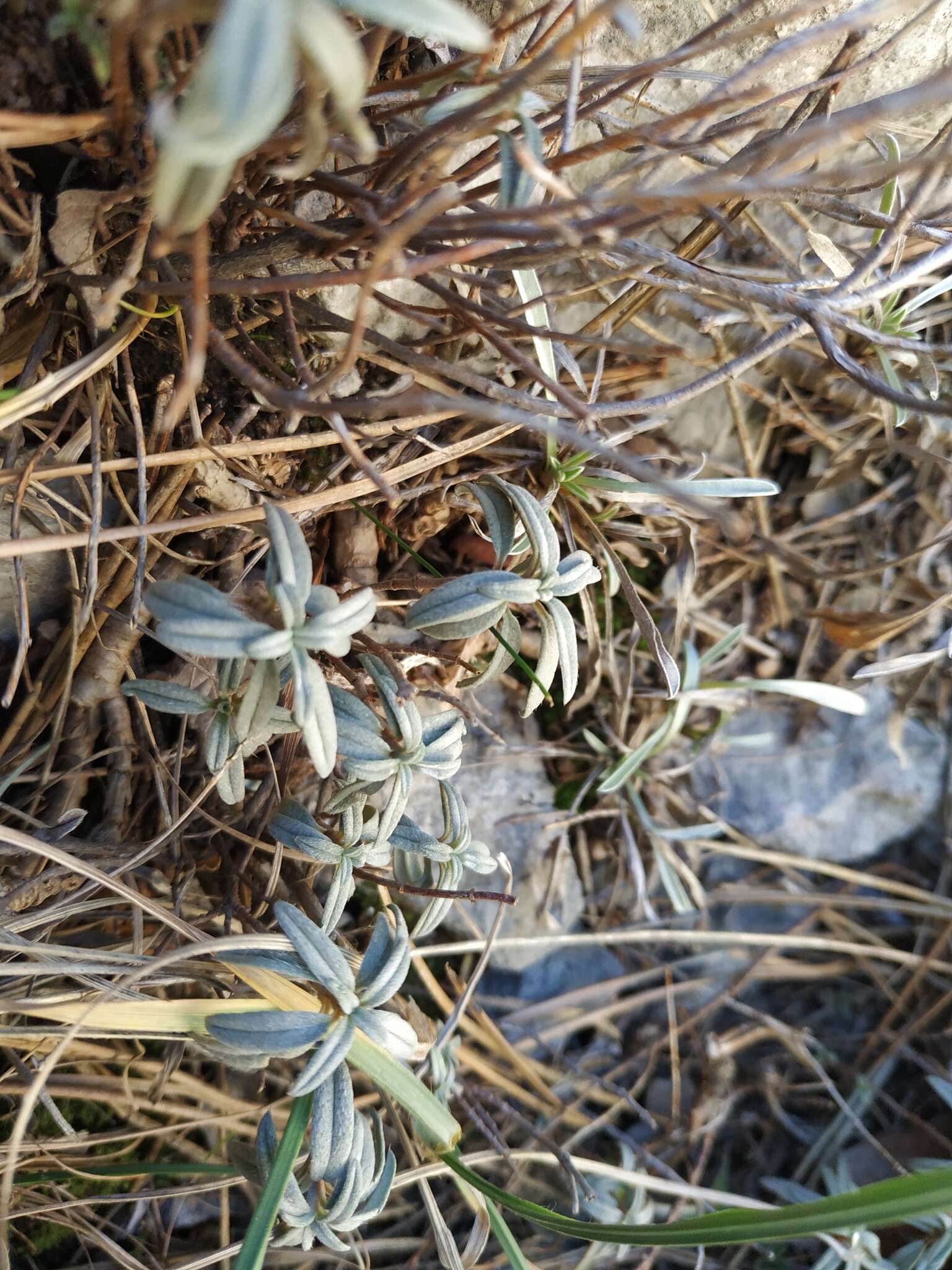 Image of Helianthemum stevenii Rupr. ex Juzepczuk & Pozd.