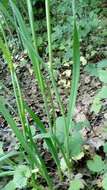 Allium scorodoprasum L.的圖片