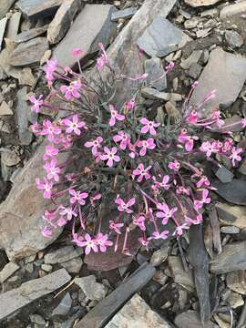 Image of cold-desert phlox