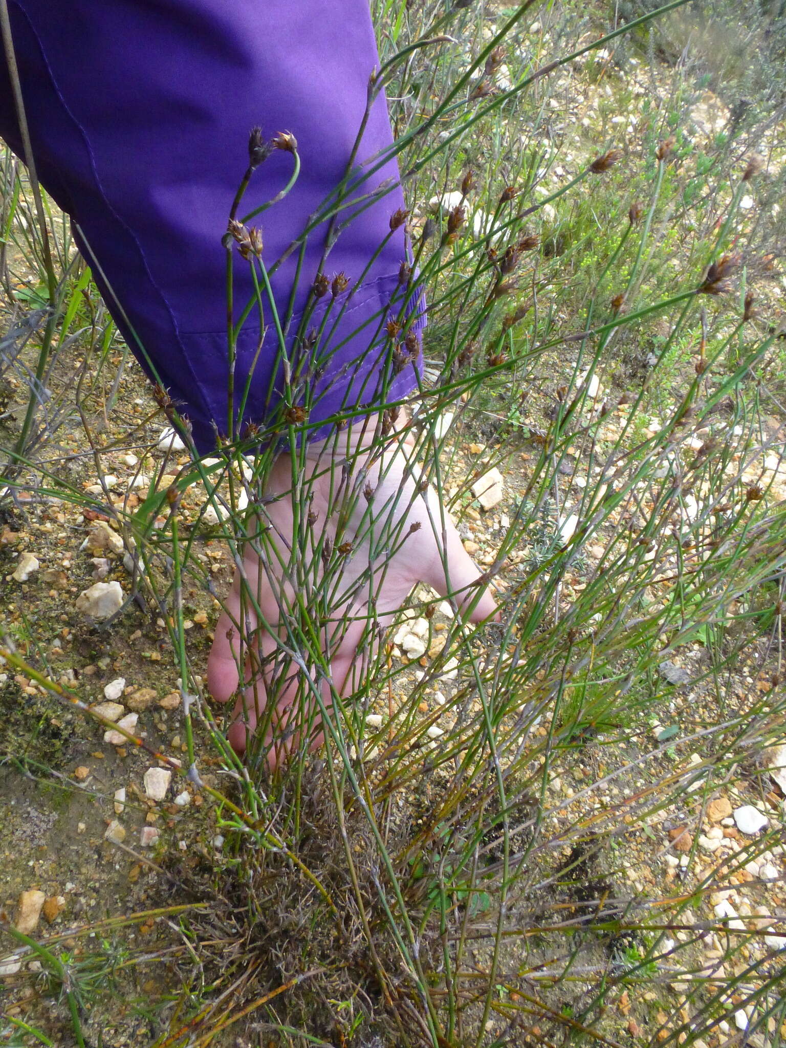 Image of Restio capensis (L.) H. P. Linder & C. R. Hardy