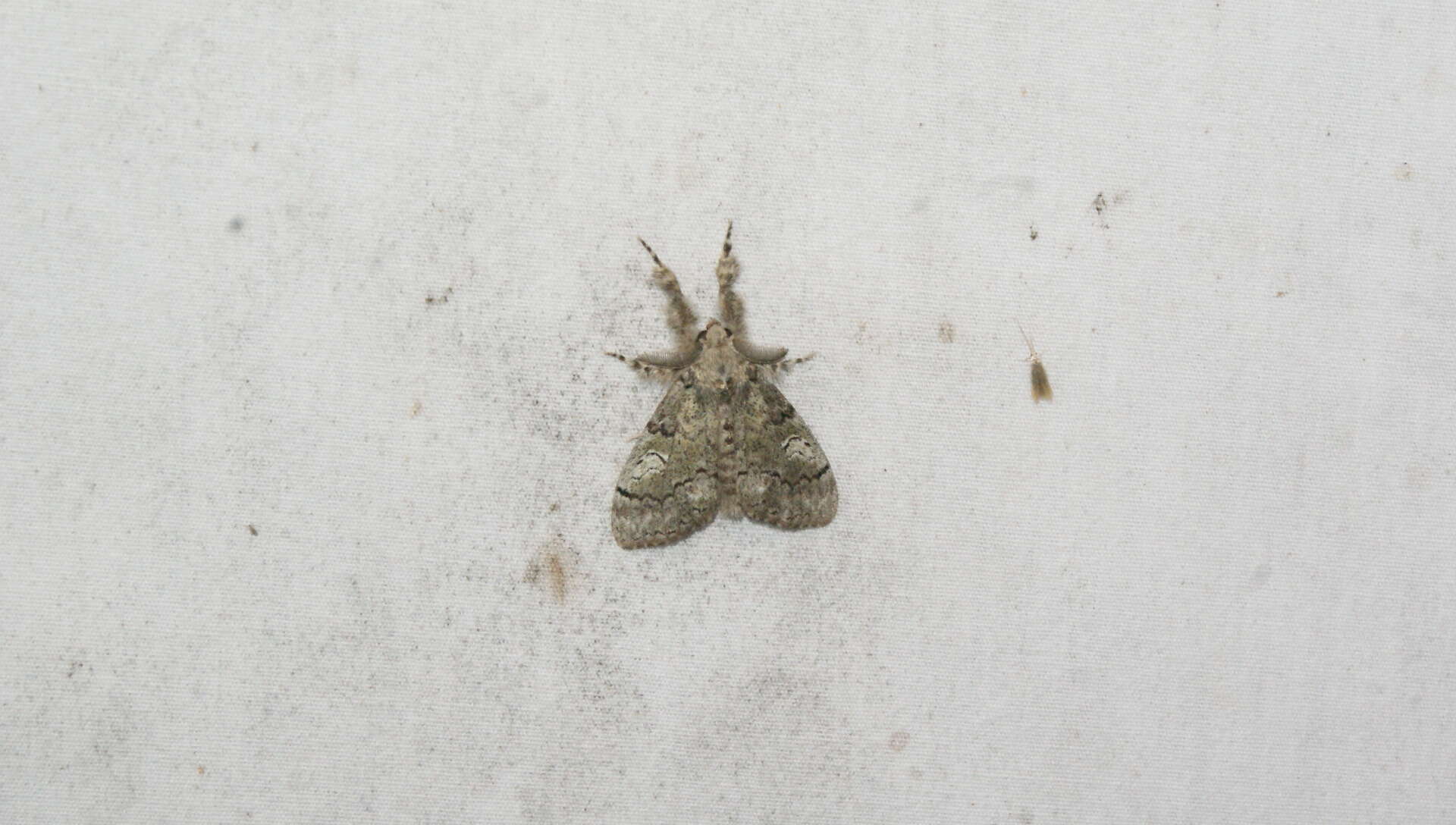 Image of Northern Pine Tussock Moth