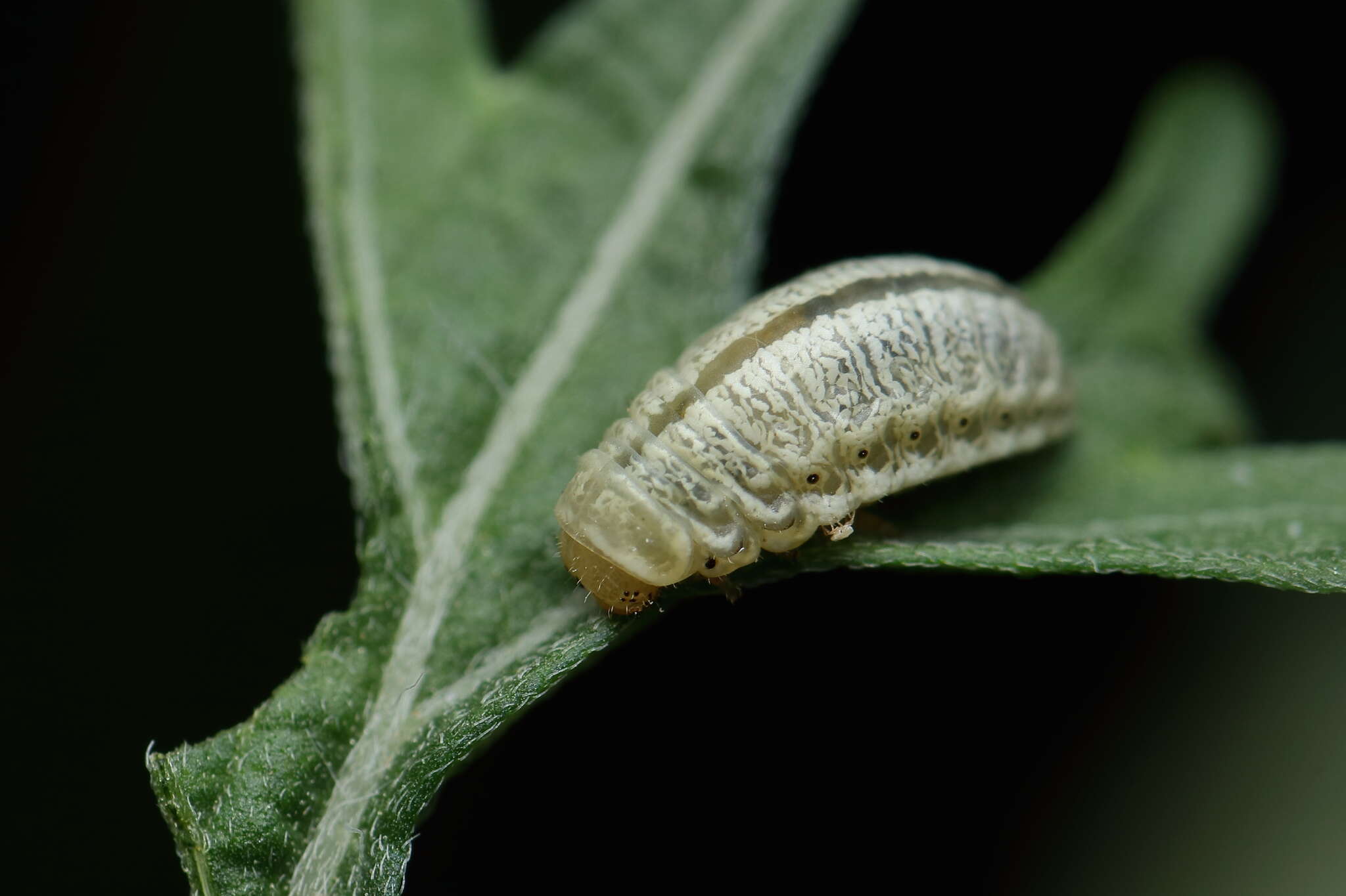 Image of Zygogramma bicolorata