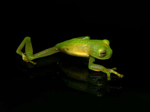 Image of Buckley's giant glass frog