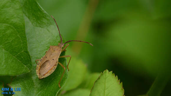 Image of Homoeocerus (Tliponius) unipunctatus (Thunberg 1783)