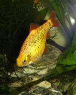 Image of Goldfinned barb