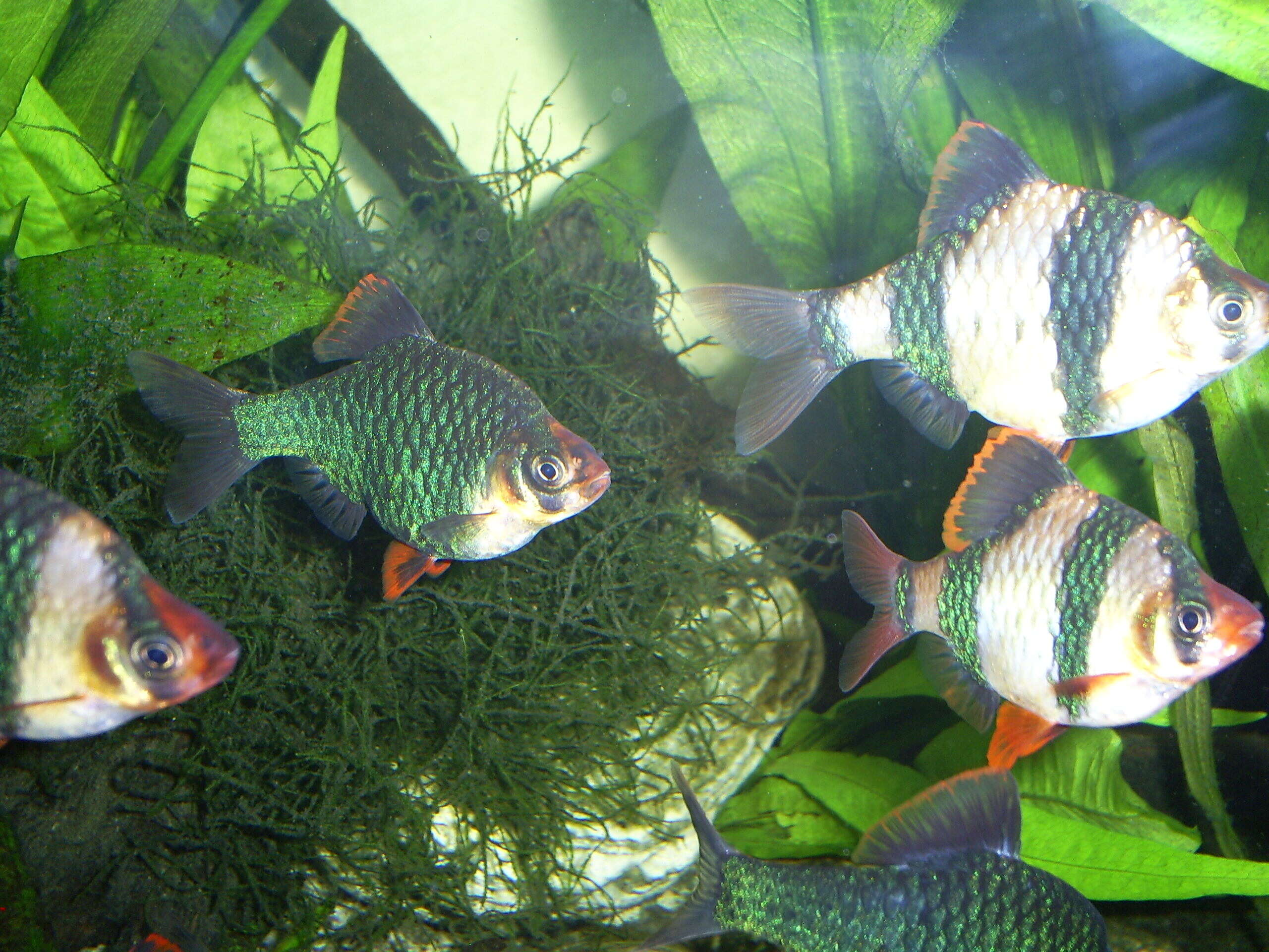 Image of tiger barb