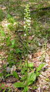 Image of lesser butterfly-orchid