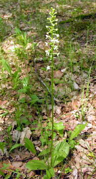 Image of lesser butterfly-orchid