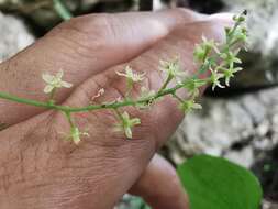 Dioscorea convolvulacea Cham. & Schltdl. resmi