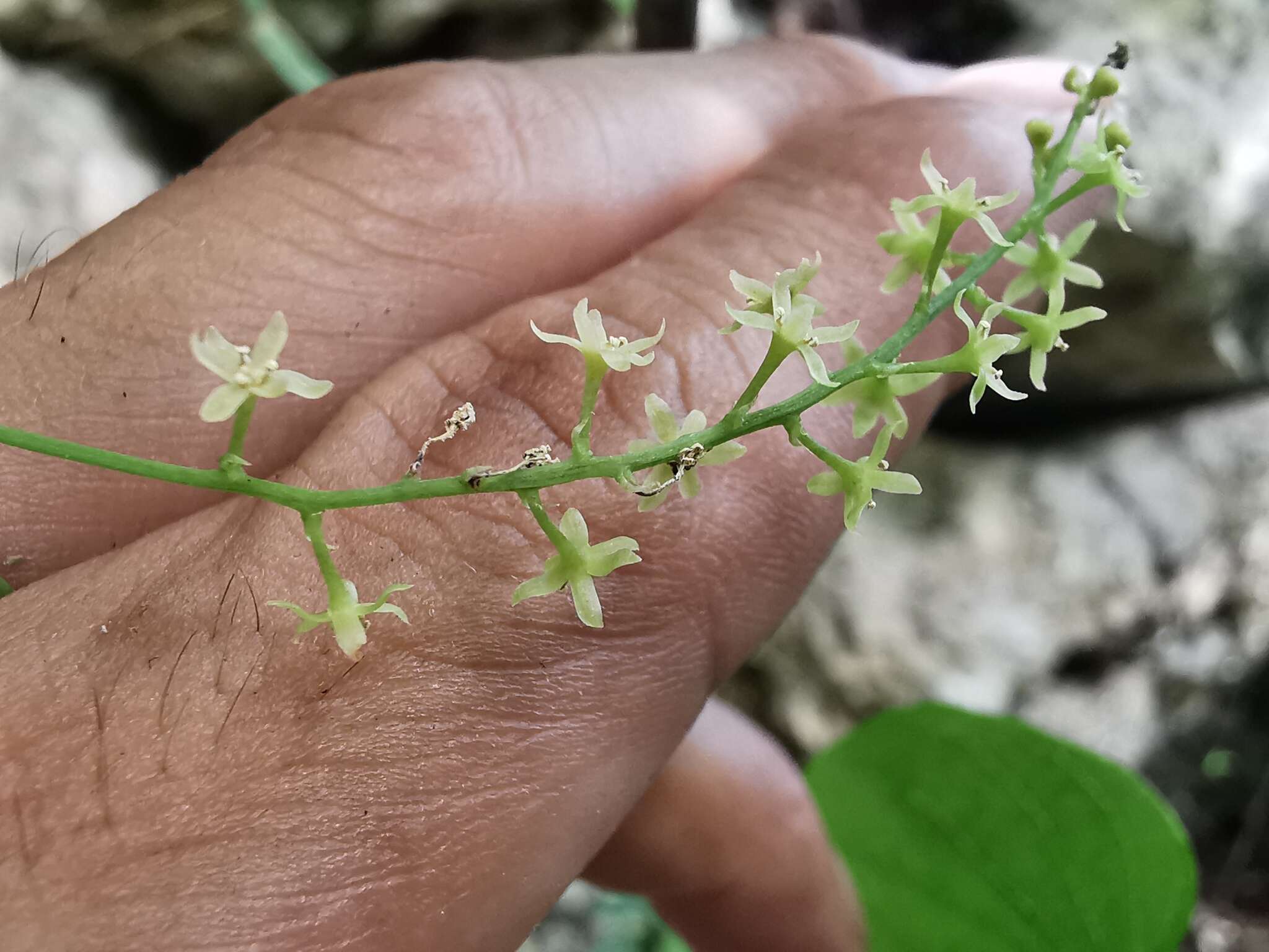 Sivun Dioscorea convolvulacea Cham. & Schltdl. kuva