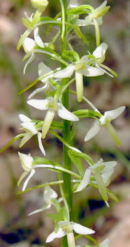 Image of lesser butterfly-orchid