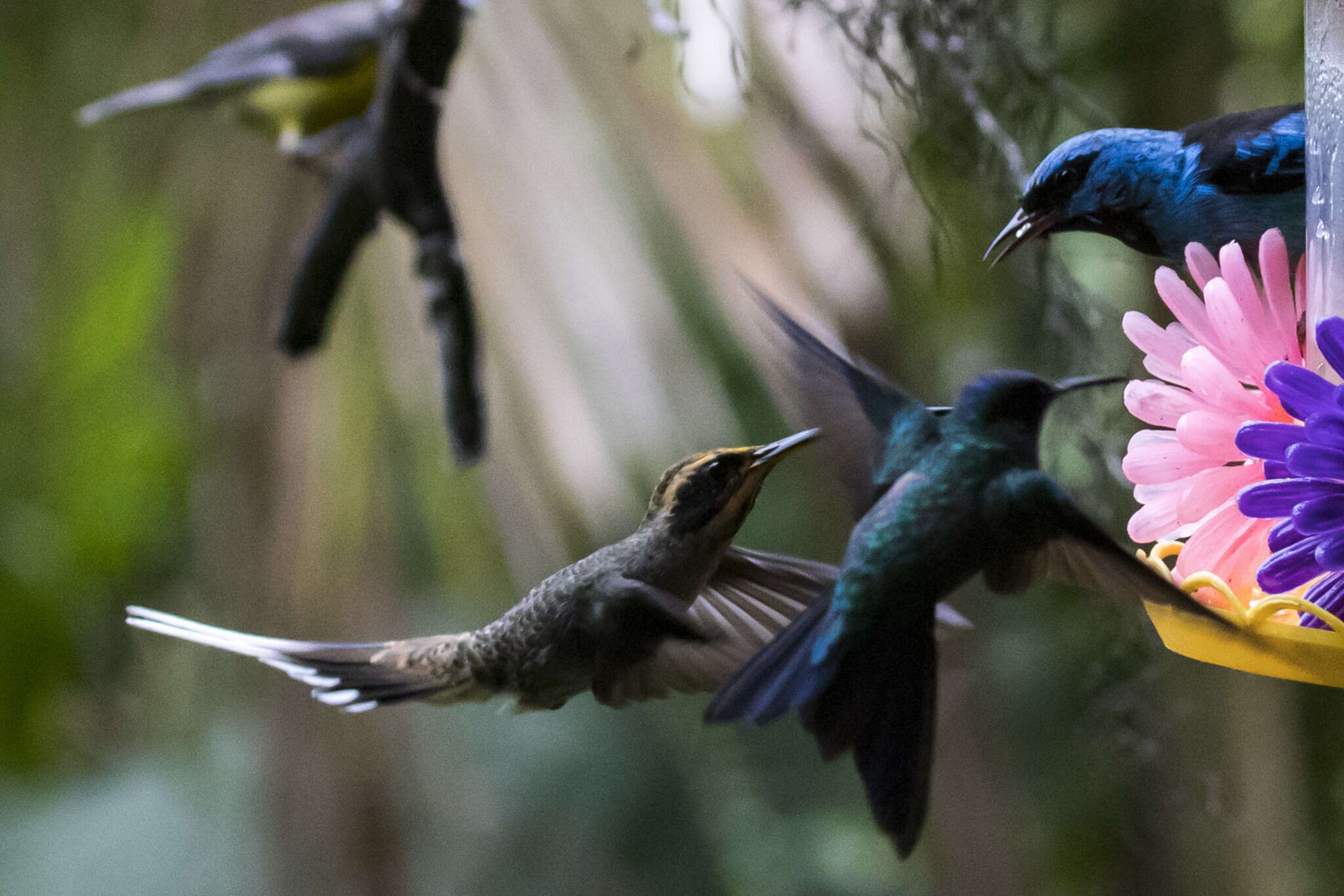 Image of Scale-throated Hermit