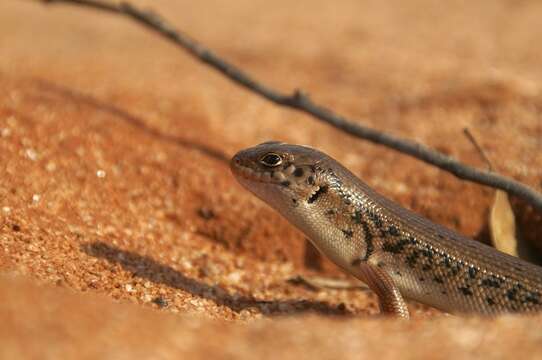 Liopholis inornata (Rosén 1905)的圖片