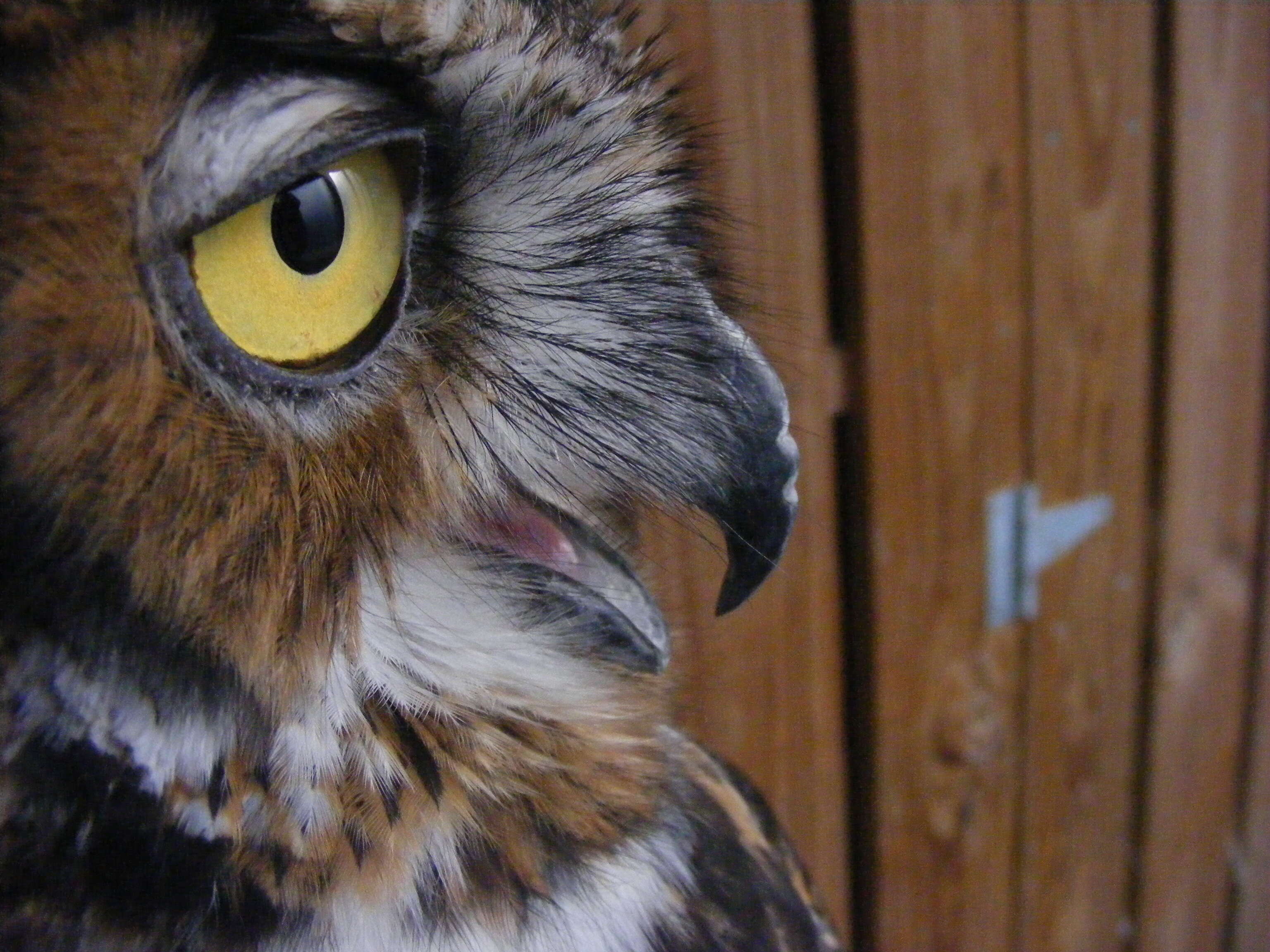 Image of Great Horned Owl