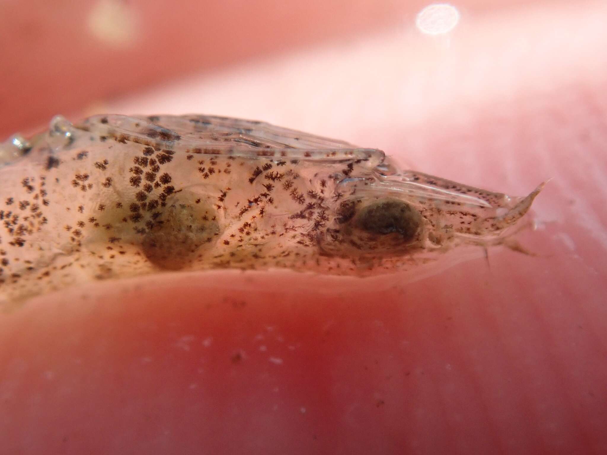 Image of greasyback shrimp