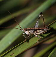 Nicsara bifasciata (Redtenbacher 1891) resmi