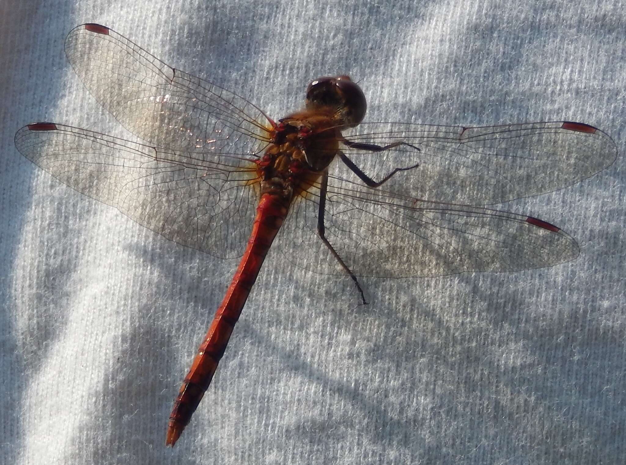 Image of Common Darter