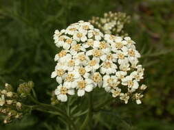 Image de Achillea chamaemelifolia Pourr.