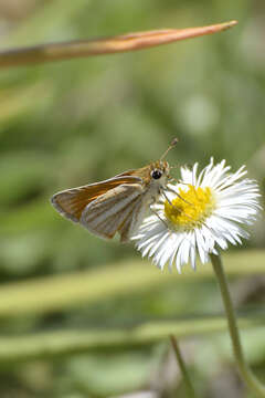 Image of Southern Skipperling