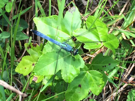 Image of Eastern Pondhawk