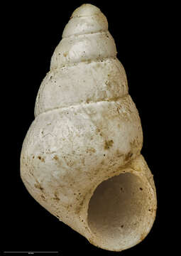 Image of Eatoniella roseola (Iredale 1915)