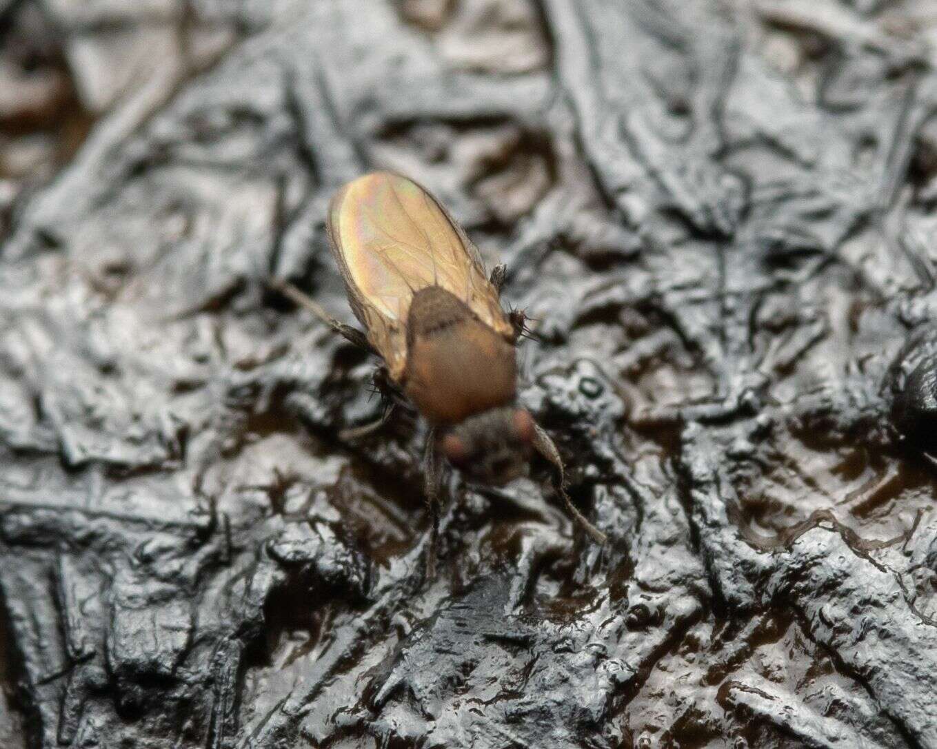 صورة Coproica ferruginata (Stenhammar 1854)