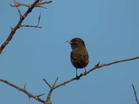 Knipolegus striaticeps (d'Orbigny & Lafresnaye 1837)的圖片