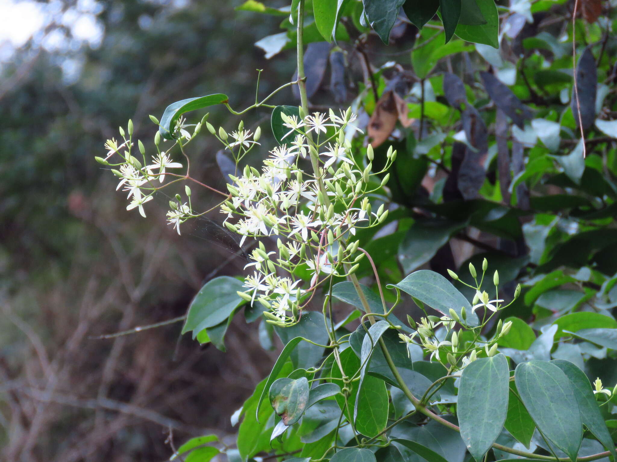 Imagem de Clematis uncinata Champ. ex Benth.